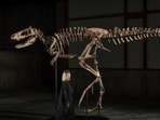 Nanotyrannus: Rare dinosaur skeleton shatters estimates with $47.3 million sale in New York