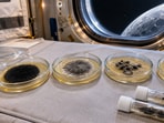 Scientists at the U.S. Naval Research Laboratory sent four strains of a black mold around the Moon to study DNA repair and melanin.