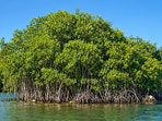 Red mangroves, introduced to Hawaii in 1902 to stabilize Molokai mudflats, now line parts of the coast and its canals.