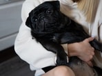 Georgia family paid to put sick Pug down; months later, they found her alive and well, only for ‘healthy’ dog to be euthanized in alleged cover-up