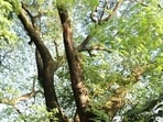 Albizia was planted in Hawaiʻi to help eroding hillsides. More than a century later, it is a costly invader.