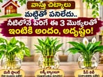 వాస్తు చిట్కాలు: మట్టితో పనిలేదు.. నీటిలోనే పెరిగే ఈ 3 మొక్కలతో ఇంటికి అందం, అదృష్టం!(AI)