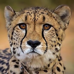 The cheetah, KNG22, was shot with pellets, veterinarians confirmed after extracting five pellets from its body (PTI)