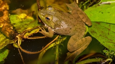 Introduced to Arizona in 1926 for hunting and food, bullfrogs now threaten the northern Mexican garter snake by preying on juveniles and reducing native prey. Conservation teams are removing bullfrogs and restoring native frogs, but continued monitoring and funding are needed to prevent their return. (Wikimedia Commons) Introduced to Arizona in 1926 for hunting and food, bullfrogs now threaten the northern Mexican garter snake by preying on juveniles and reducing native prey. Conservation teams are removing bullfrogs and restoring native frogs, but continued monitoring and funding are needed to prevent their return. (Wikimedia Commons)