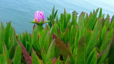 Once planted to control erosion, South African ice plant has spread along California’s coast, forming dense mats that displace native species and alter dune habitats. Park monitoring found it in eight of 12 plots, and volunteers work to remove it. (Wikimedia Commons) Once planted to control erosion, South African ice plant has spread along California’s coast, forming dense mats that displace native species and alter dune habitats. Park monitoring found it in eight of 12 plots, and volunteers work to remove it. (Wikimedia Commons)