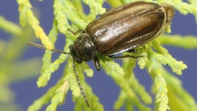 Tamarisk leaf beetles were introduced to control an invasive shrub, but their damage coincided with a 90.7% decline in predicted flycatcher habitat along part of the Virgin River. Tamarisk leaf beetles were introduced to control an invasive shrub, but their damage coincided with a 90.7% decline in predicted flycatcher habitat along part of the Virgin River.