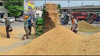 Paddy procurement in progress at a grain market in Ludhiana on Wednesday. (HT) Paddy procurement in progress at a grain market in Ludhiana on Wednesday. (HT)