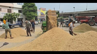 Paddy procurement in progress in a grain market on Wednesday. (HT Photo) Paddy procurement in progress in a grain market on Wednesday. (HT Photo)
