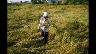 The weather office has advised farmers to keep harvested crops in safe places and avoid leaving them exposed to rain. (HT) The weather office has advised farmers to keep harvested crops in safe places and avoid leaving them exposed to rain. (HT)