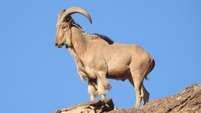 Aoudad (Barbary sheep), native to northern Africa and first released in Texas in 1957. (Wikimedia Commons)