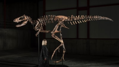 A Nanotyrannus skeleton has fetched $47.3 million at an auction. (Sotheby's)