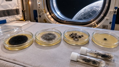 Scientists at the U.S. Naval Research Laboratory sent four strains of a black mold around the Moon to study DNA repair and melanin. (AI-generated/ChatGPT) Scientists at the U.S. Naval Research Laboratory sent four strains of a black mold around the Moon to study DNA repair and melanin. (AI-generated/ChatGPT)