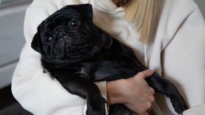 Georgia family paid to put sick Pug down; months later, they found her alive and well, only for ‘healthy’ dog to be euthanized in alleged cover-up (Pexel - representational image)