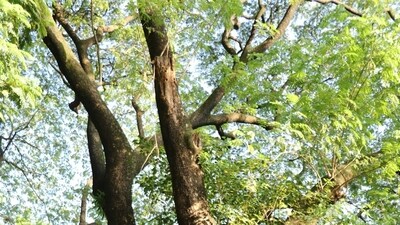 Albizia was planted in Hawaiʻi to help eroding hillsides. More than a century later, it is a costly invader. Albizia was planted in Hawaiʻi to help eroding hillsides. More than a century later, it is a costly invader.