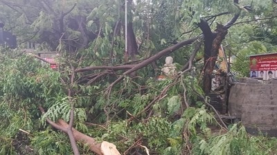 కూలిన చెట్లు కూలిన చెట్లు