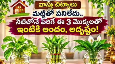 వాస్తు చిట్కాలు: మట్టితో పనిలేదు.. నీటిలోనే పెరిగే ఈ 3 మొక్కలతో ఇంటికి అందం, అదృష్టం! (AI) వాస్తు చిట్కాలు: మట్టితో పనిలేదు.. నీటిలోనే పెరిగే ఈ 3 మొక్కలతో ఇంటికి అందం, అదృష్టం! (AI)