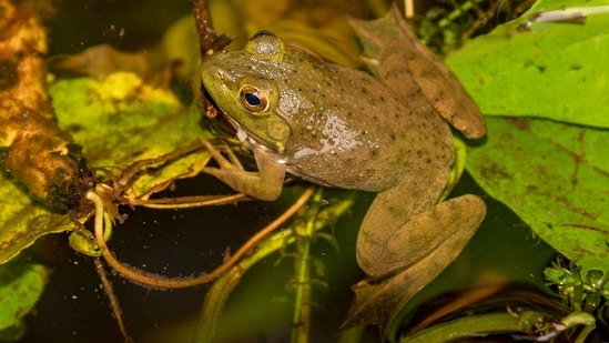 Introduced to Arizona in 1926 for hunting and food, bullfrogs now threaten the northern Mexican garter snake by preying on juveniles and reducing native prey. Conservation teams are removing bullfrogs and restoring native frogs, but continued monitoring and funding are needed to prevent their return.
