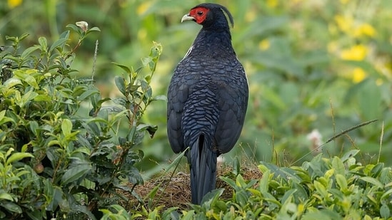 Kalij pheasant in lush Hawaiian vegetation, illustrating the spread of introduced birds and concerns about their potential role in dispersing invasive plant seeds.