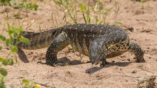 Nile Monitor thrive in canals, wetlands, and coastal habitats, where water and abundant prey support their survival