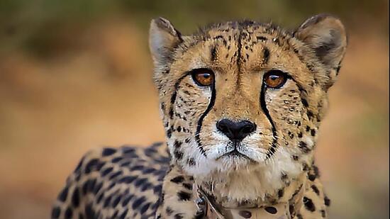 Centre sends high-level team to probe death of cheetah due to pellet injuries