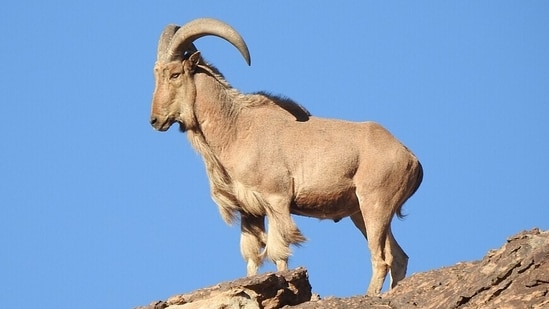 Aoudad (Barbary sheep), native to northern Africa and first released in Texas in 1957. (Wikimedia Commons)