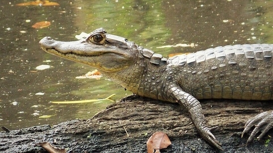 The spectacled caiman, a small crocodilian, now lives in parts of the Florida Everglades.