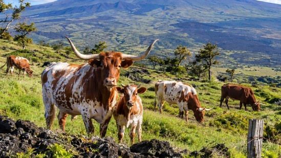 A few cattle given as a gift in 1793 became a lasting force on Hawaii’s land.