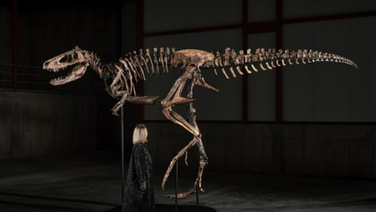 A Nanotyrannus skeleton has fetched $47.3 million at an auction.