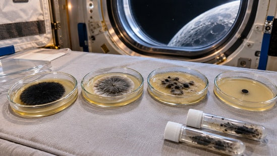Scientists at the U.S. Naval Research Laboratory sent four strains of a black mold around the Moon to study DNA repair and melanin. (AI-generated/ChatGPT)