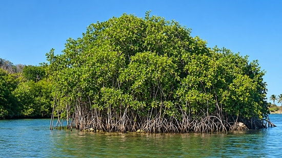 Red mangroves, introduced to Hawaii in 1902 to stabilize Molokai mudflats, now line parts of the coast and its canals. (Wikimedia Commons)