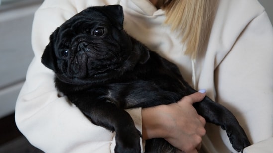 Georgia family paid to put sick Pug down; months later, they found her alive and well, only for ‘healthy’ dog to be euthanized in alleged cover-up