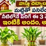 వాస్తు చిట్కాలు: మట్టితో పనిలేదు.. నీటిలోనే పెరిగే ఈ 3 మొక్కలతో ఇంటికి అందం, అదృష్టం!