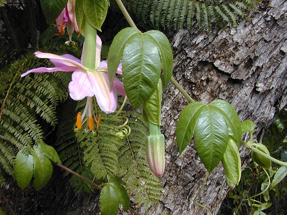 Banana poka, an invasive climbing plant in Hawaii that can spread through forest habitats and threaten native vegetation. (Wikimedia Commons.) Banana poka, an invasive climbing plant in Hawaii that can spread through forest habitats and threaten native vegetation. (Wikimedia Commons.)