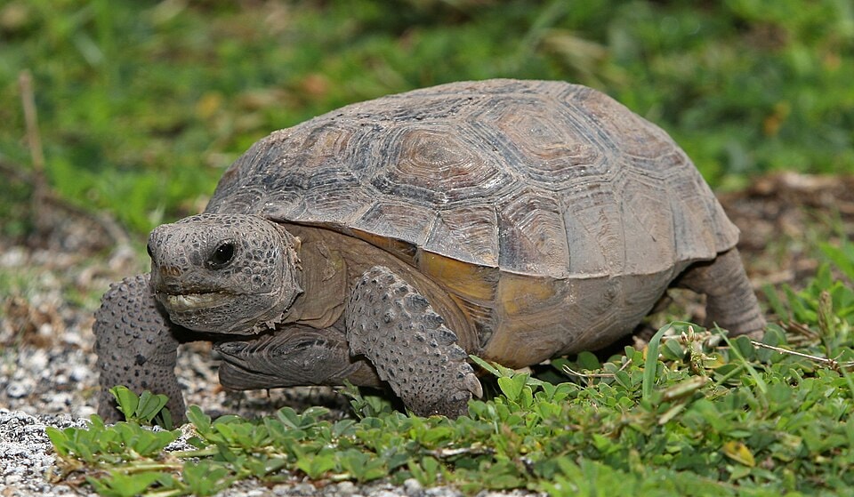 Nile Monitor pose threat to Gopher tortoises (Wikimedia Commons) Nile Monitor pose threat to Gopher tortoises (Wikimedia Commons)