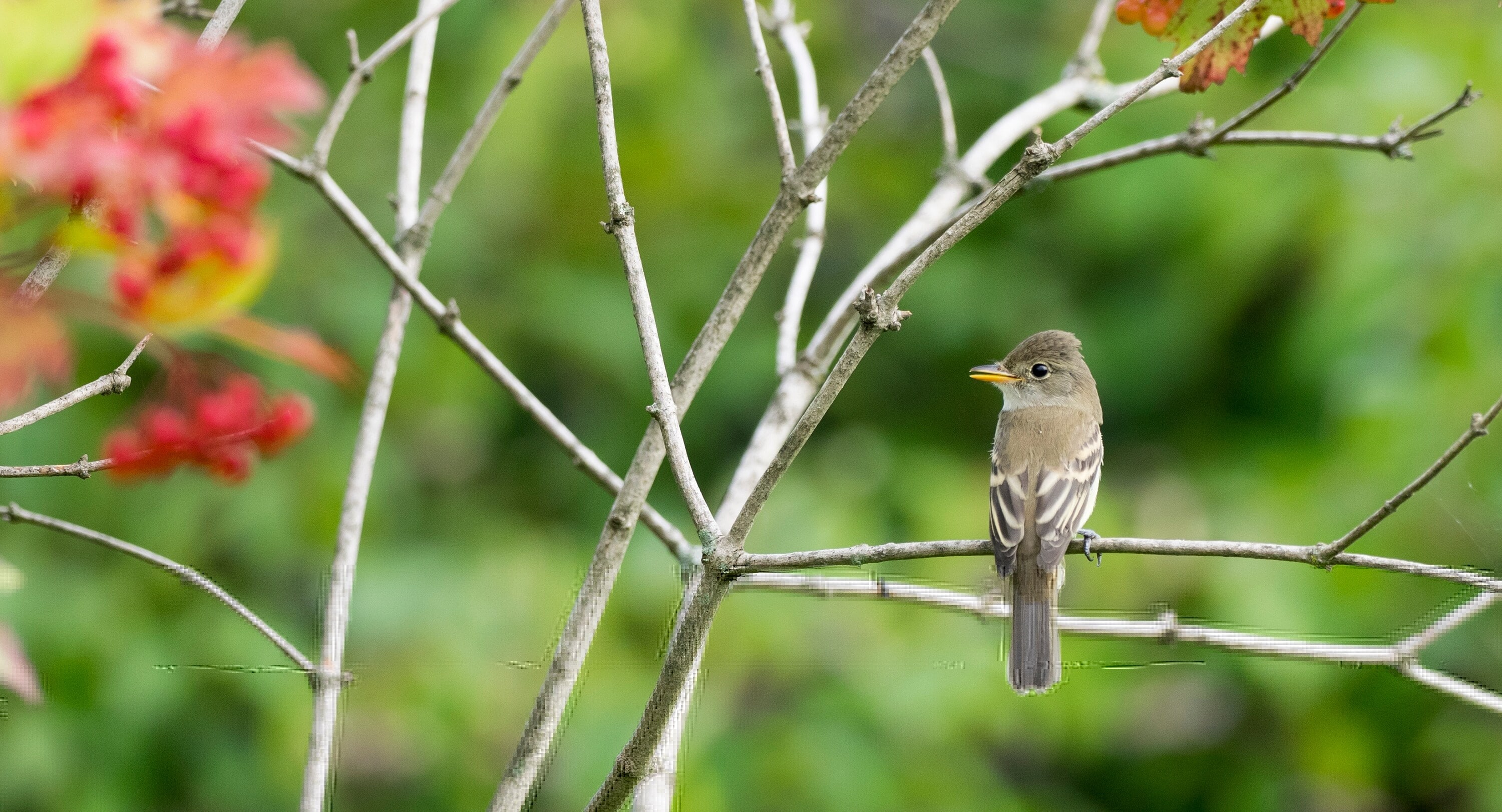 A USGS study found predicted Southwestern willow flycatcher habitat along the lower Virgin River fell 90.7% from 2010 to 2015 as tamarisk leaf beetles damaged the invasive plant used for nesting. Models projected further habitat declines on the Colorado and Gila rivers, though researchers noted important limitations. (Wikimedia Commons) A USGS study found predicted Southwestern willow flycatcher habitat along the lower Virgin River fell 90.7% from 2010 to 2015 as tamarisk leaf beetles damaged the invasive plant used for nesting. Models projected further habitat declines on the Colorado and Gila rivers, though researchers noted important limitations. (Wikimedia Commons)
