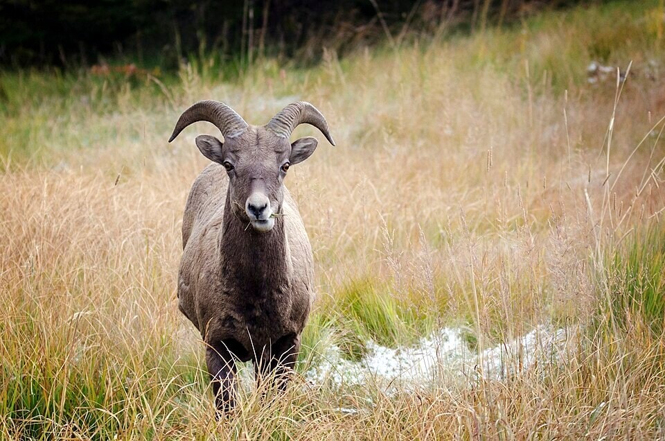 Bighorn sheep, a native species whose habitat overlaps with aoudad in parts of Texas. (Wikimedia Commons)