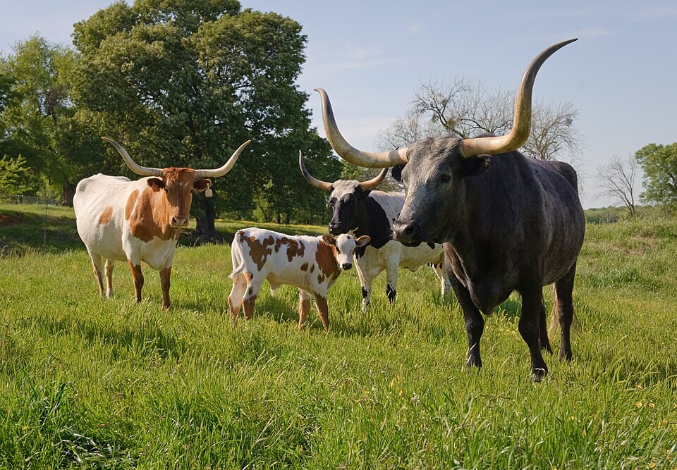 Cattle were new to Hawaii in 1793. Their effects on the land are still part of the story today. (Wikimedia Commons)