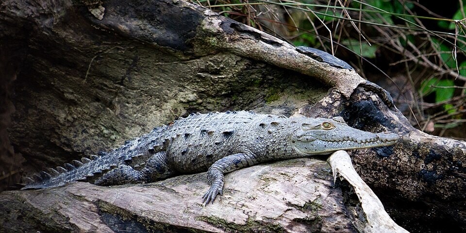 The American crocodile (Crocodylus acutus), a native species that shares Florida’s wetlands with the invasive caiman. (Wikimedia Commons)