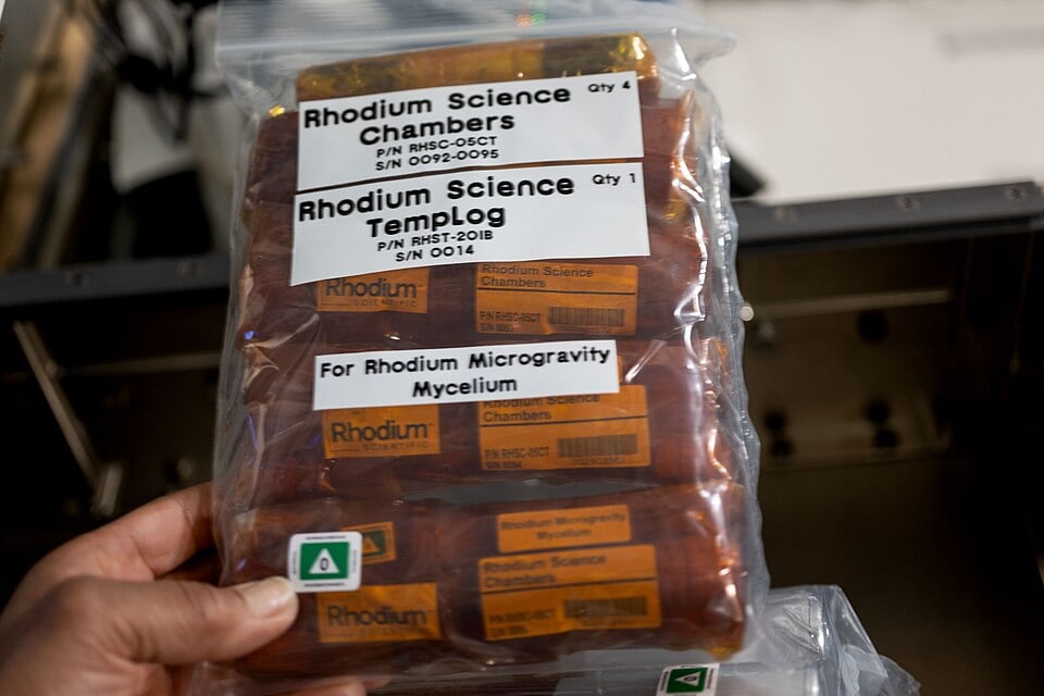 Fungal mycelium samples prepared for a microgravity experiment aboard the International Space Station. (Wikimedia Commons)
