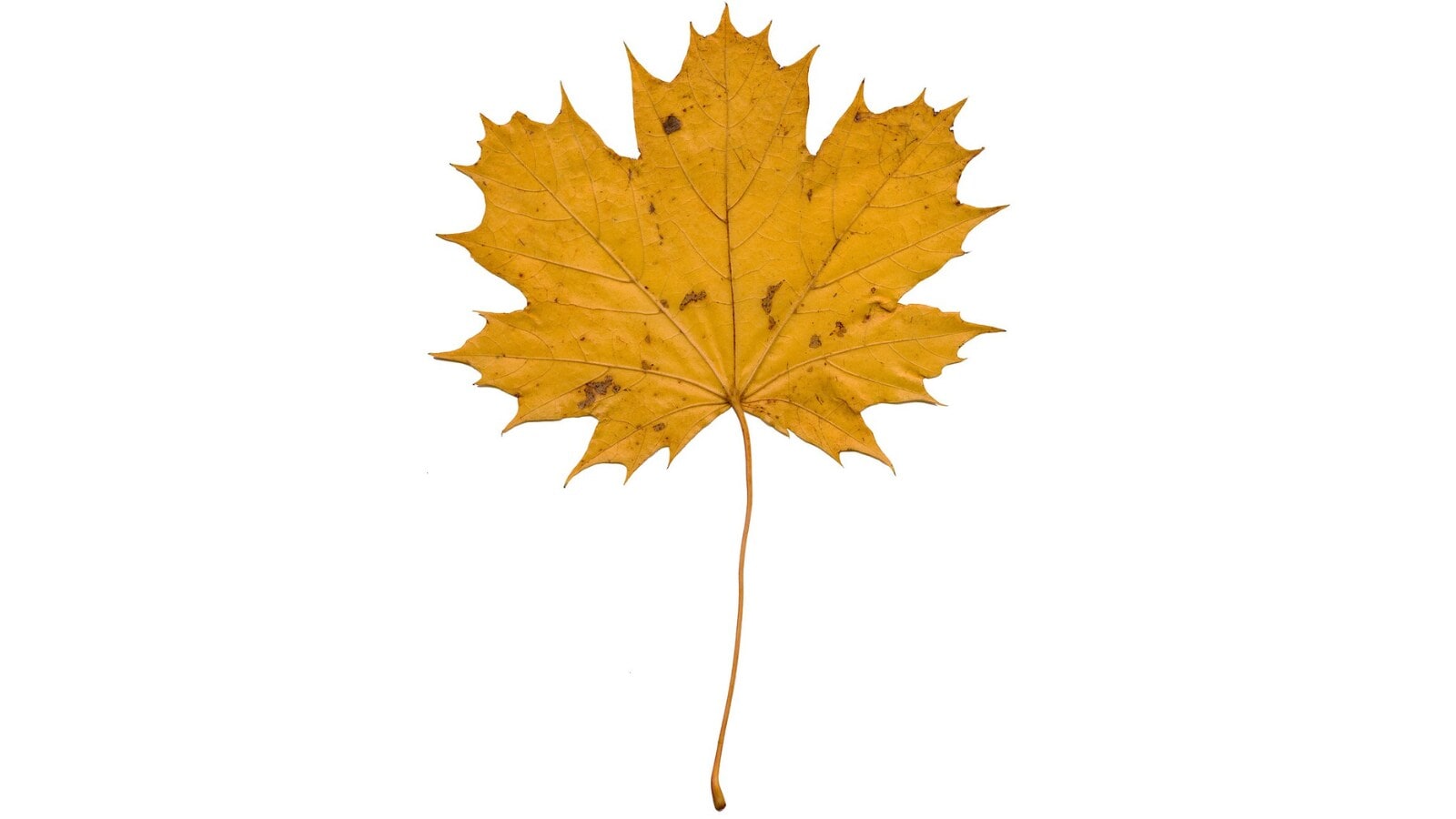 Norway maple leaves are wider than they are long, and in fall, their undersides show dark brown veins against the yellow. (Wikimedia Commons)