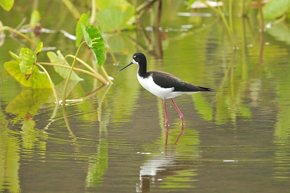 A Hawaiian stilt wades through shallow water, the kind of open habitat that waterbirds in Hawaii depend on. (Wikimedia Commons)
