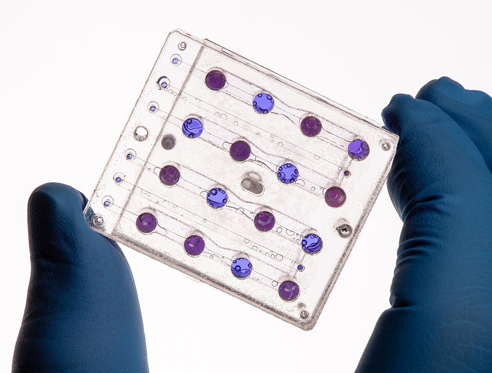 BioSentinel’s microfluidics card, designed at NASA’s Ames Research Center, holds yeast in tiny wells. Pink wells show actively growing yeast cells. (NASA via Wikimedia Commons) BioSentinel’s microfluidics card, designed at NASA’s Ames Research Center, holds yeast in tiny wells. Pink wells show actively growing yeast cells. (NASA via Wikimedia Commons)