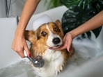 There is so much more to pet grooming than bathing. 