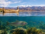 The U.S. sent about 500,000 trout eggs to Lake Titicaca in the 1930s to boost fishing. The trout thrived.