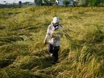 The weather office has advised farmers to keep harvested crops in safe places and avoid leaving them exposed to rain. (HT)