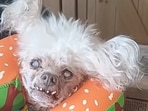 Lida Bida Boda Butt dog dead; owner confirms viral pet's demise as social media mourns passing