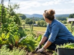 Representative image of a woman tending to a vegetable garden after moving away from a corporate career to pursue a more sustainable way of life.