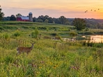 Representative image of a rural farm with open fields, a pond and wildlife in a natural habitat.