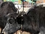 Sikkim Hosts First-Ever Himalayan Yak Festival in Gnathang Valley 
