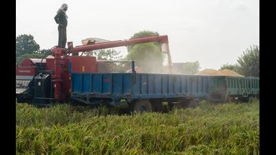 India must stop expanding ethanol from first-generation feedstocks beyond what E20 requires. Rice-based ethanol should be phased out first, while maize and cane allocations should follow feed availability and genuine sugar surpluses. (Bloomberg)